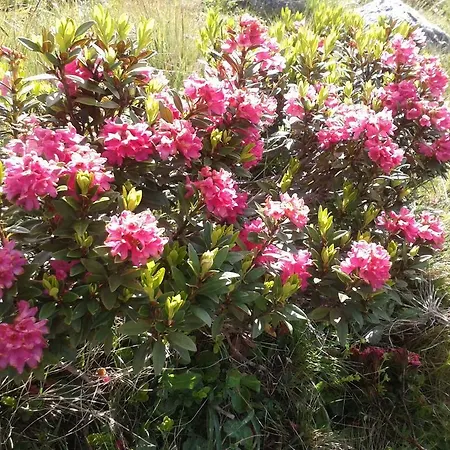 Am Brunnen 奥伯林塔尔的里德